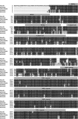 Duck TRIM32 Functions in IFN-β Signaling Against the Infection of H5N6 Highly Pathogenic Avian Influenza Virus